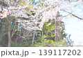 Sky and cherry tree 139117202