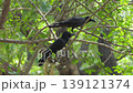 Crow is a bird of the genus Corvus  perching on tree in nature. 139121374