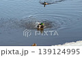 Mallard ducks on snowy riverbank bathing in water 139124995
