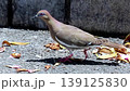 white-winged dove foraging for food 139125830