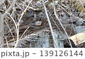 A small bird bathing in a shallow forest stream. A peaceful scene of nature and wildlife. 139126144