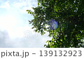Japanese walnut tree: A view of a Japanese walnut tree bearing fruit, seen from below. 139132923