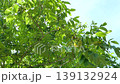 Japanese walnut tree: A view of a Japanese walnut tree bearing fruit, seen from below. 139132924
