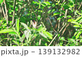 Close-up of a  Eurasian penduline tit (remiz pendulinus). A bird sits on a tree branch among green foliage and cleans its feathers.  Slow motion. 139132982