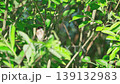 Close-up of a  Eurasian penduline tit (remiz pendulinus). A bird sits on a tree branch among green foliage and cleans its feathers.  Slow motion. 139132983