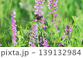Close-up of purple wild flowers.  A bumblebee collects nectar on a flower. Slow motion. 139132984