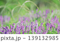 Close-up of purple wild flowers. Slow motion. 139132985