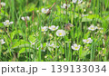Wild strawberry blossoms against a background of green grass. White flowers. Slow motion 139133034
