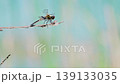 A close-up of a dragonfly against a green background. Slow motion 139133035