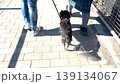 A dog walking obediently between its owners during a walk. 139134067