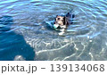 Dog swimming in the sea 139134068