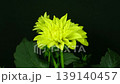 Time lapse of blooming yellow dahlia flower on black background 139140457