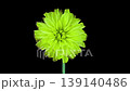 Time lapse of dying yellow dahlia flower with ALPHA matte isolated on black background 139140486