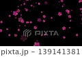 Falling cherry blossoms, black background, no text | 4K, Japanese style, celebratory, 15 seconds Falling cherry blossoms, black background, no text | 4K, Japanese style, celebratory, 15 seconds 139141381