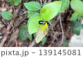 オキナワイチモンジハムシの幼虫と成虫が葉を食べる様子（食害・マクロ） 139145081