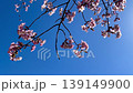 蝦夷山櫻花（慢動作） 139149900