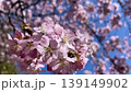 蝦夷山櫻花（慢動作） 139149902