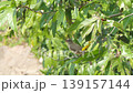 Streak eared Bulbul bird, Pycnonotus conradi, perching on tree in nature. 139157144