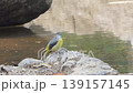 Grey Wagtail bird, Motacilla cinerea,  perching on rock in tropical rainforest. 139157145