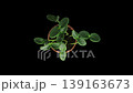 Phototropism effect in growing cucumber vegetables with ALPHA matte isolated on black background. Displays the move of plant leaves to the direction of light source, top view 139163673