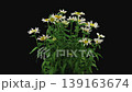 Time lapse of growing and opening white and yellow Daisy flowers (Matricaria chamomilla, also known as wild chamomile or scented may weed) isolated on black background 139163674