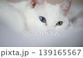 A white cat with odd-colored eyes dozing in a futon: a soothing video of it slowly blinking. 139165567