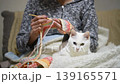 A beautiful white cat with odd-colored eyes sleeps on its owner's lap while she knits. 139165571