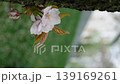 Cherry blossoms blooming on the trunk of a cherry tree, with the scattered petals blurred in the photograph. 139169261
