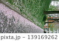 Cherry blossom petals fluttering beautifully in slow motion, covering the ground like a pink carpet. 139169262
