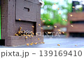蜜蜂 蜂蜜 蜂窩 139169410