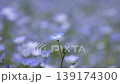A field of nemophila flowers in full bloom; a close-up shot of a single flower. A field of nemophila flowers in full bloom; a close-up shot of a single flower. 139174300