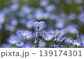 A field of nemophila flowers in full bloom A field of nemophila flowers in full bloom 139174301
