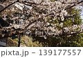 浜町の桜（引き） 139177557