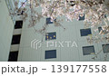 ビルと桜 139177558