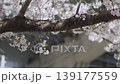 桜と枝 139177559