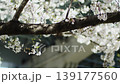 桜と枝 139177560