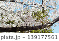 桜と枝 139177561