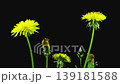 Time lapse of opening Dandelion flower isolated on black background 139181588