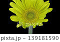 Time lapse of opening yellow gerbera flower isolated on black background 139181590