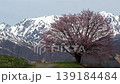白馬村　野平の一本桜 139184484