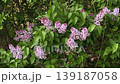 Lilac bush flowers gently swaying in the wind on Kampa Island 139187058