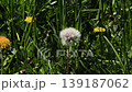 Dandelion seed head swaying in the wind on a sunny spring day 139187062