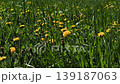 Yellow dandelions and green grass swaying in the wind 139187063