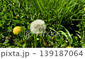 White dandelion seed head gently swaying in the wind 139187064