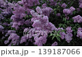 Purple lilac bush flowers gently swaying in the breeze on Kampa Island 139187066