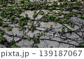 Green ivy climbing on a concrete wall 139187067