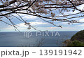 春天的大海，櫻花盛開，美不勝收。 139191942