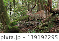 Nara Deer 139192295
