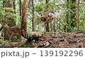Nara Deer 139192296