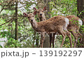 Nara Deer 139192297